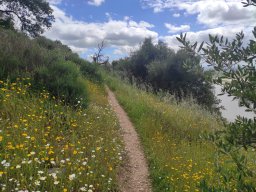 Flora del Cerro Masatrigo